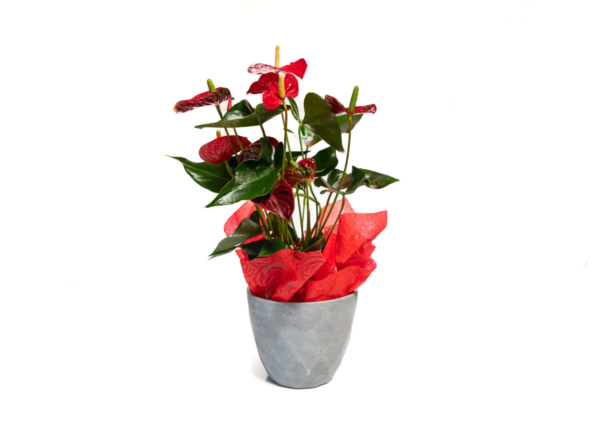 Anthurium in a Ceramic Pot — Basta Flowers, Limassol