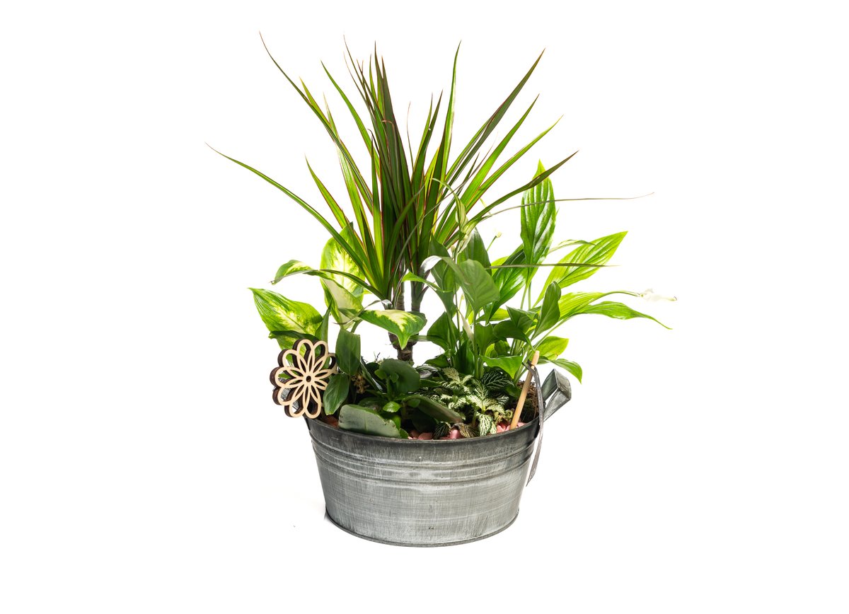Arrangement with Plants — Basta Flowers, Limassol