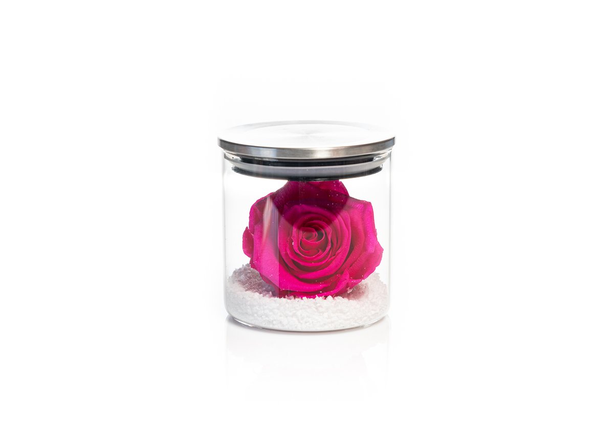 Fuchsia Forever Rose — Basta Flowers, Limassol