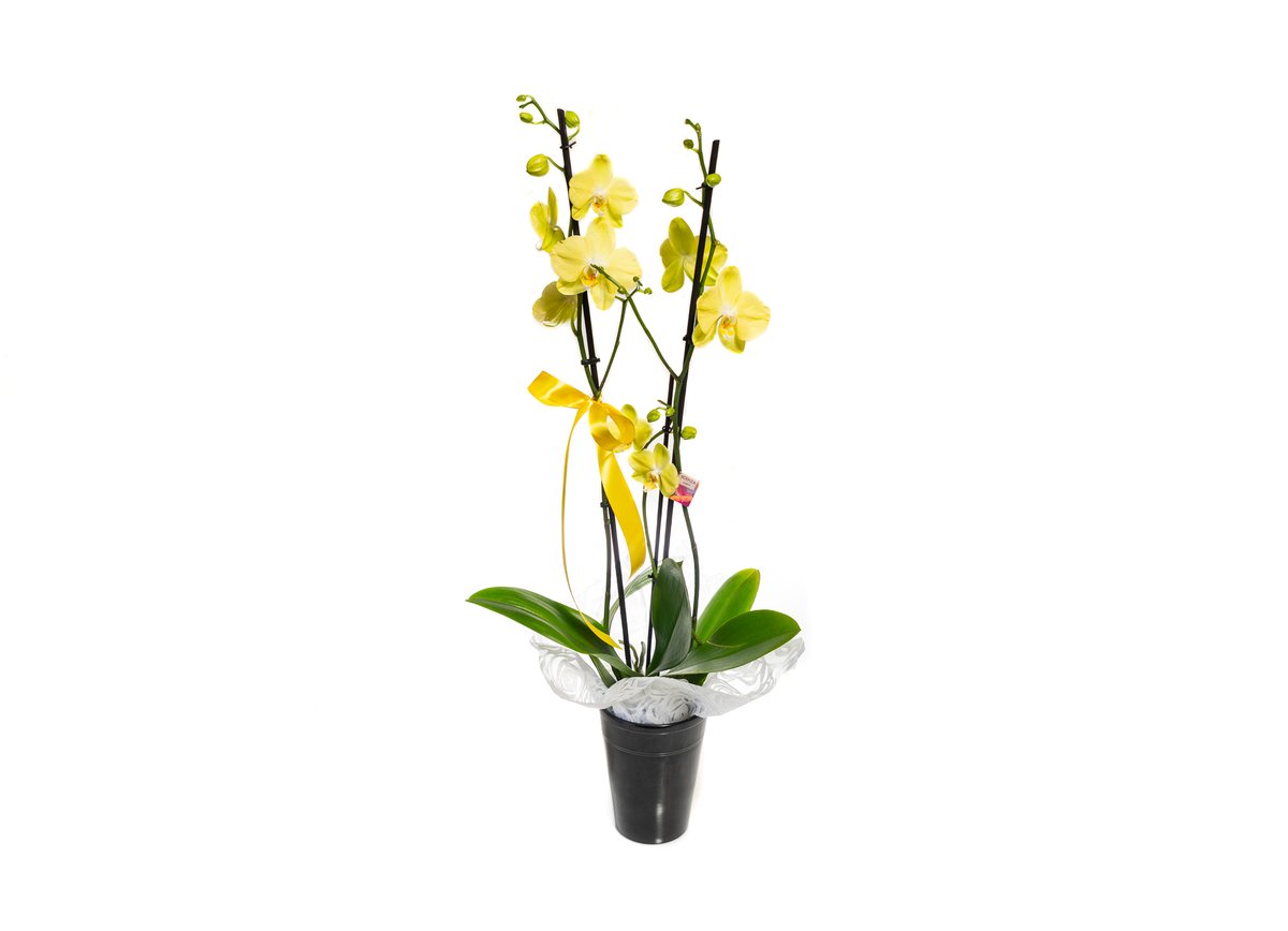 Yellow Orchid in a Pot — Basta Flowers, Limassol