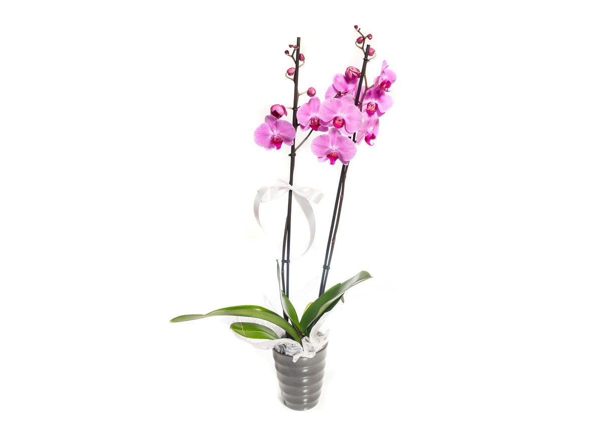 Pink Orchid in a Pot — Basta Flowers, Limassol