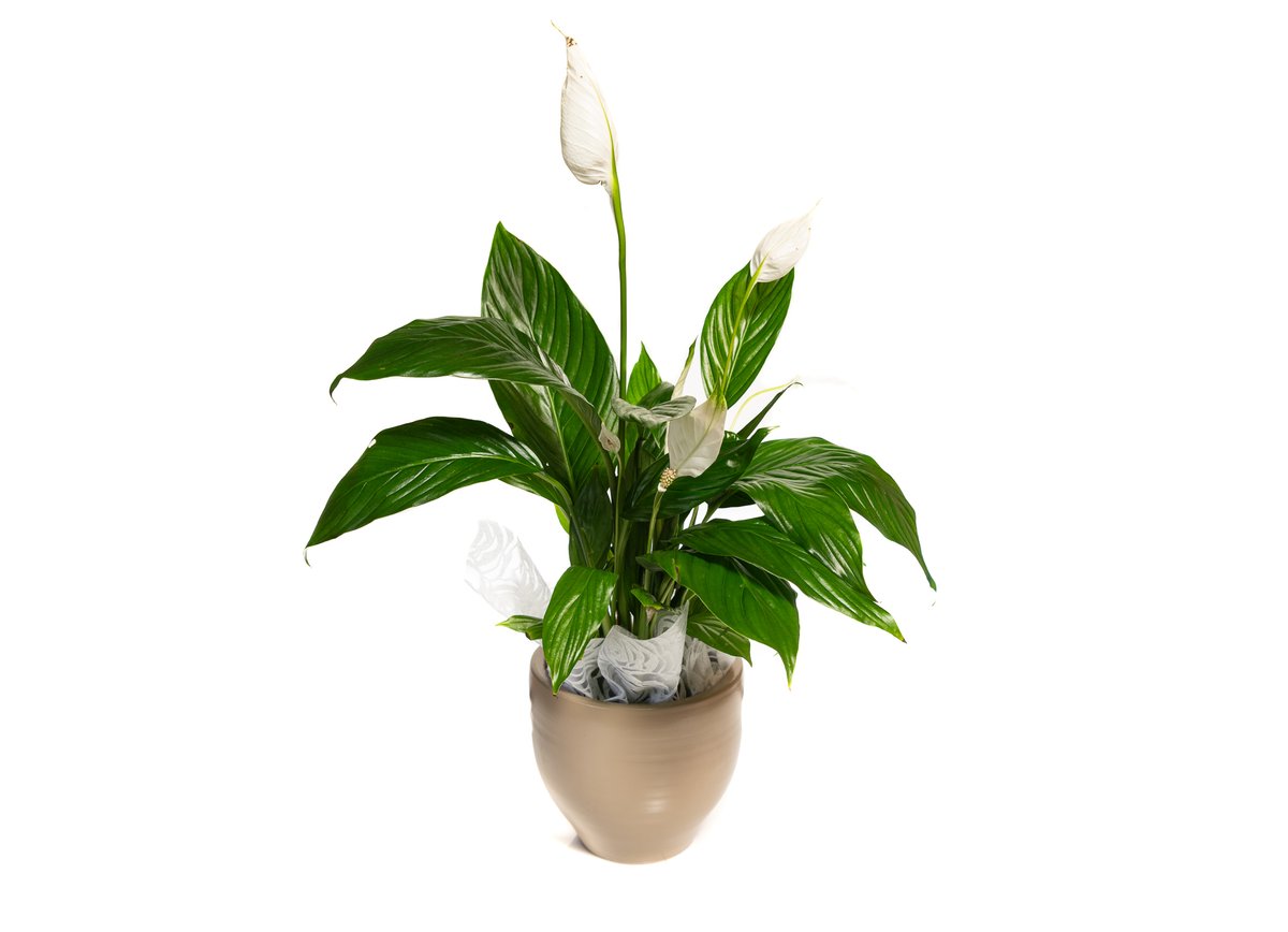 Peace Lily in a Ceramic Pot — Basta Flowers, Limassol